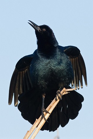 Bootschwanzgrackel Quiscalus major Boat-tailed Grackle